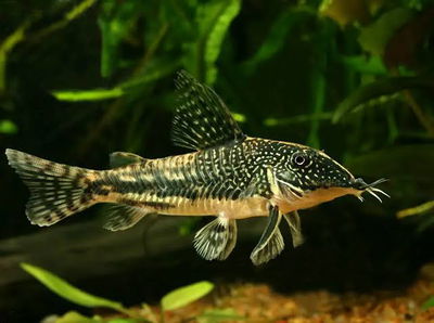 Corydoras barbatus (Scleromystax barbatus) – 3 cm+