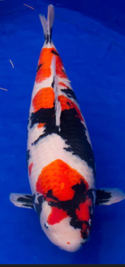 Koi Showa certificado Japon (Cyprinus carpio) – 35 cm