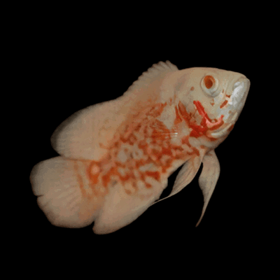 Astronotus red albino leopard grade A (Astronotus ocellatus var) – 9-10 cm