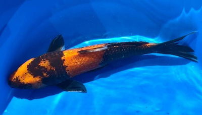 Koi Hi Utsuri (Cyprinus carpio) – 25 cm