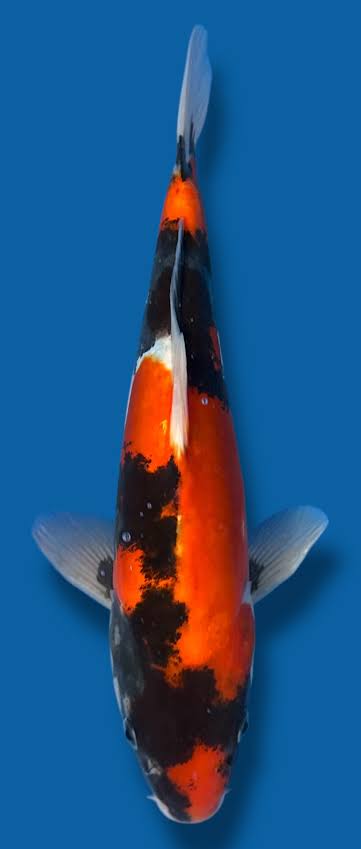 Koi Doitsu showa (Cyprinus carpio) – 16-20 cm