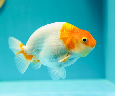 Ranchu Bufalo Thailandia (Carassius auratus) – 12 cm