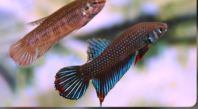 Betta imbellis (casal) – Gde