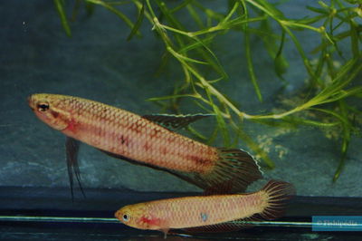 Betta Rutilans Salvaje casal – Med