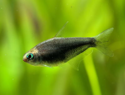 Tetra emperador super Black (Nematobrycon palmeri var) – Med