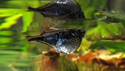 Hacha de Línea Negra