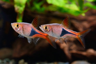 Rasbora Arlequin cooper (Trigonostigma hengeli) – Med