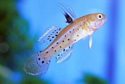 Gobio caballero (Stigmatogobius sadanundio) – 6-7 cm