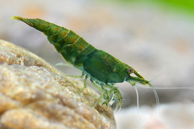 Camarón Green Jade (Neocaridina davidi) – Med-Gde