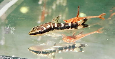 Otocinclus zebra (Otocinclus cocama) – 3,5-4,5 cm