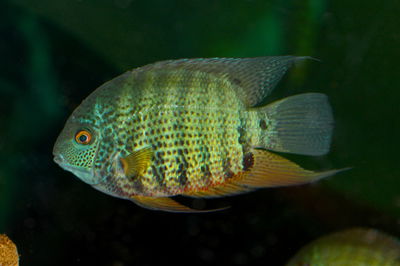 Severum Multiflorecens red neck (Heros efasciatus) – 9-12 cm