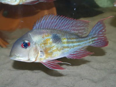 Geophagus proximus (Geophagus proximus) – 6-10 cm