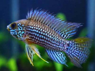 Apistogramma tapiche casal (Apistogramma tapiche) – Gde