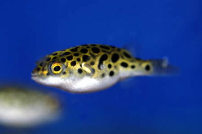 Puffer Green Spotted (Dichotomyctere nigroviridis) – 4-4.5 cm