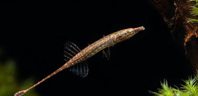 Mini Pipe Nano Fish 2cm