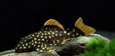 Pleco golden nugget L18 (Baryancistrus xanthellus) – 5-6 cm