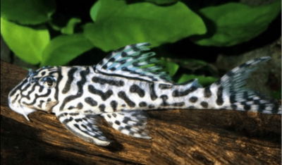Pleco Bello Monte L400 (Hypancistrus sp.) – 5-6 cm