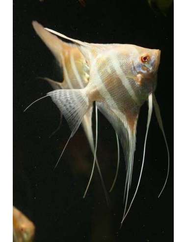 Scalar Cebra diamond albino (Pterophyllum scalare) – 8cm