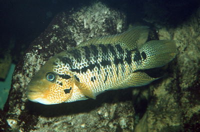 Motaguensis Tiger (Parachromis motaguensis) – 8-9 cm