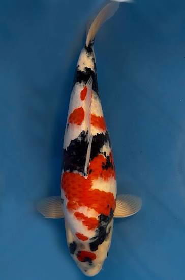 Koi Showa (Cyprinus carpio) – 30 cm