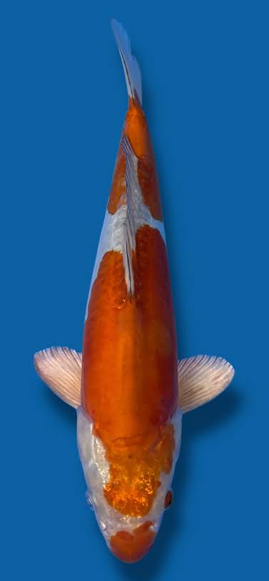 Koi Doitsu Ochiba Japon Certificado (Cyprinus carpio) – 40 cm+