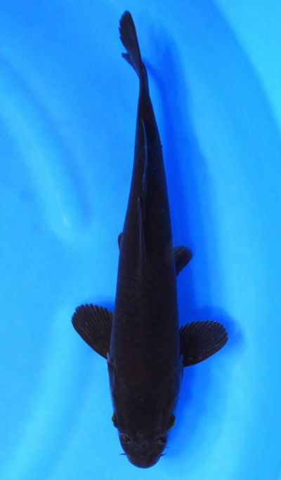 Koi Black (Cyprinus carpio) – 12-13 cm
