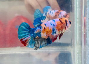 Betta Candy Nemo hembra – Gde