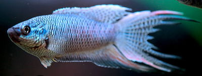 Macropodus Emperor Blue (Macropodus opercularis) – 5-6 cm