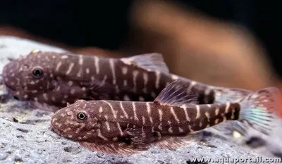 Vieja de Borneo Zebrinus (Gastromyzon zebrinus) – Gde