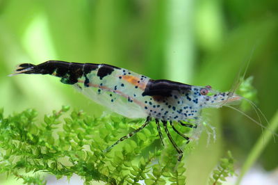 Camarón Black Rilli (Neocaridina davidi) – Gde