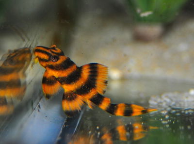 Pleco Red Tiger (Panaqolus claustellifer) – 7 cm
