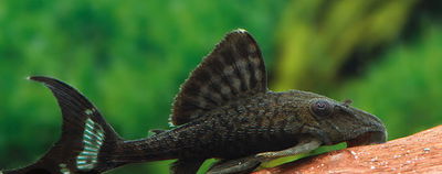 Pleco papa L090C / L203 (Panaque schaeferi) – 8-10 cm