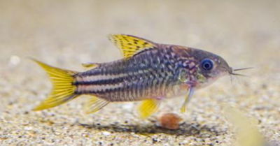 Corydoras yellow C-123 (Corydoras sp. elegans) – 3-4 cm