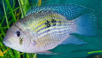 Aequidens sp blue spots (Aequidens sp.) – 15 cm