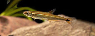 Tetra green lizard (Iguanodectes spilurus) – 5-6 cm