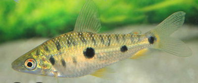 Leporinos Golden Spotted (Leporinus steyermarki) – 6-7 cm