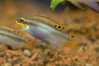 Pelvicacromis Teaniatus Bandiwanri (casal) 6cm