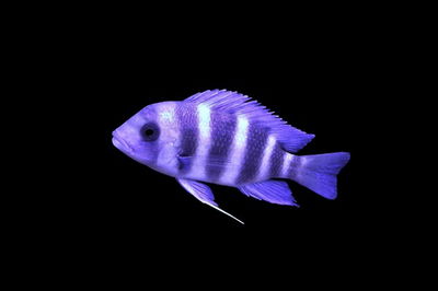 Cyphotilapia frontosa 3cm