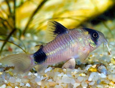 Corydora Panda (Corydoras panda) – 3-3.5 cm