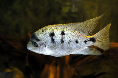 Vieja Fenestratum calico/marmol (Vieja fenestratum hybrida) – 4-5 cm