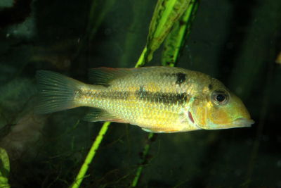 Geophagus Sveni (Geophagus sveni) – 5 cm