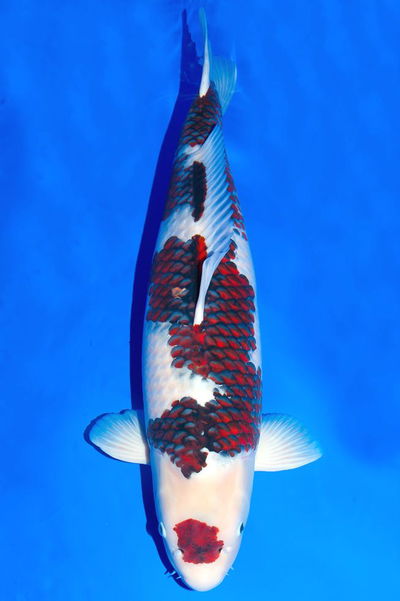 Koi goromo (Cyprinus carpio) – 18-20 cm