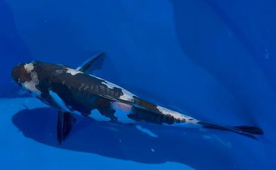 Koi Dshiro Utsuri (Cyprinus carpio) – 25-30 cm