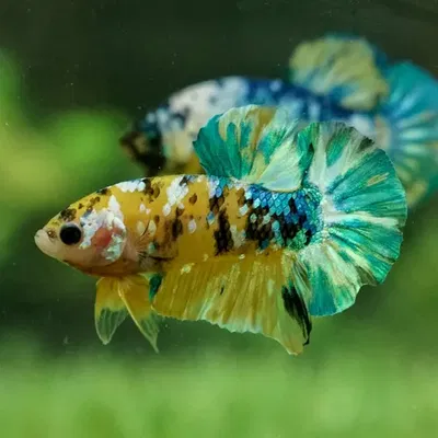Betta Plakat Koi Yellow casal – Gde