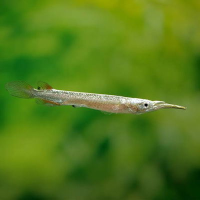 Dermogenis platino (Dermogenys pusillus) – 3-4 cm