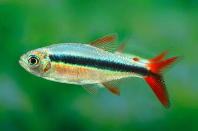 Tetra pingüino aleta roja (Thayeria sp teles pires) – 3-3.5 cm