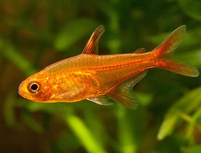 Tetra Ember (Hyphessobrycon amandae) – Med