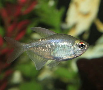 Tetra diamante (Moenkhausia pittieri) – Med