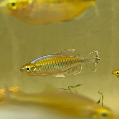 Tetra congo amarillo (Phenacogrammus interruptus) – 3.5-4 cm