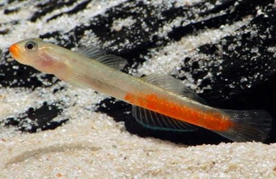 Gobio rubicundus Sumatera (Sicyopus rubicundus) – 5 cm